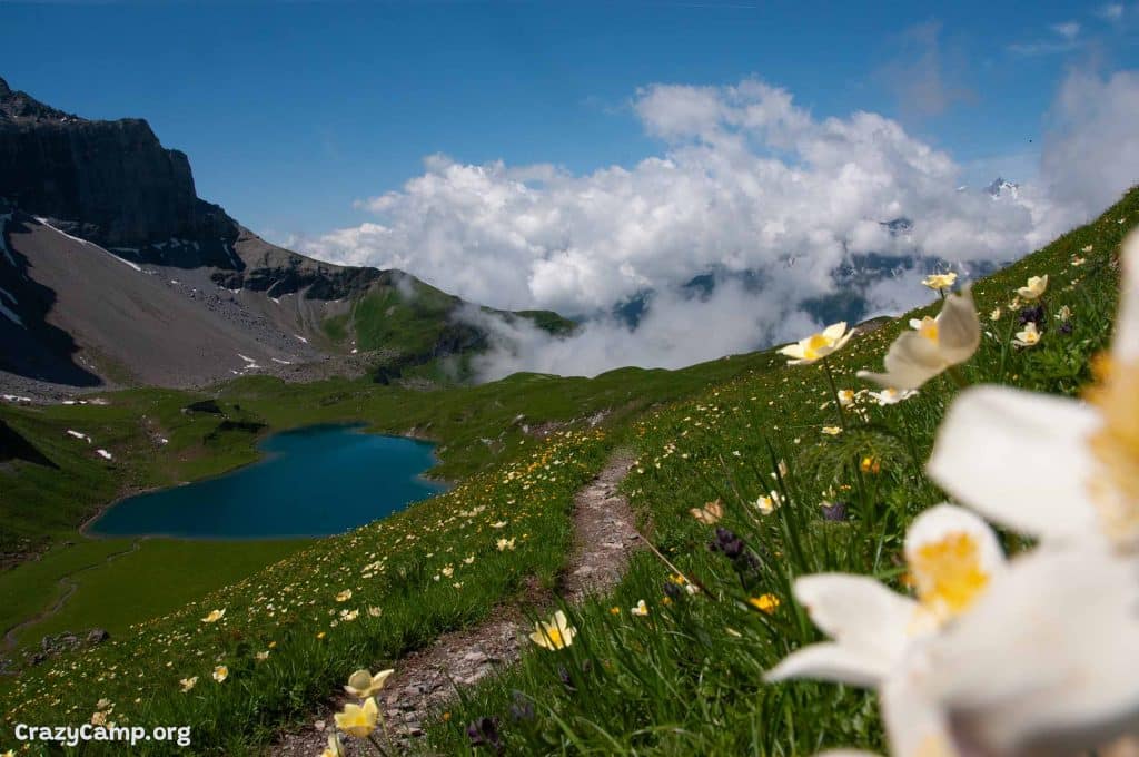 Pristine mountain field with lake and flowers